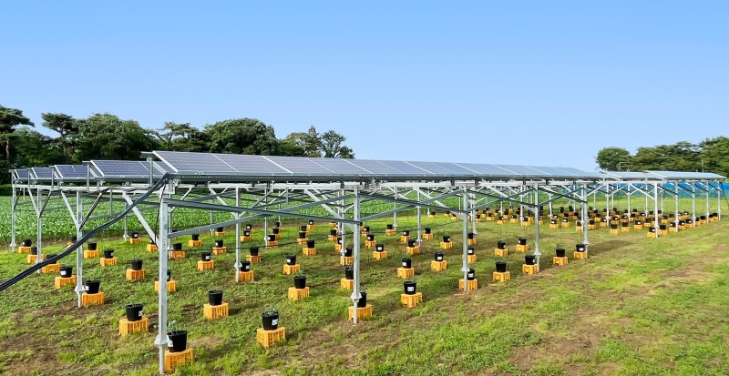 営農型太陽光発電 クボタと東京農工大が共同研究